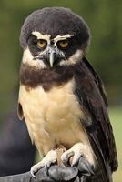 Spectacled Owl Journal - 150 Page Lined Notebook/Diary (Paperback) - Cs Creations Photo