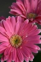 Pink Gerbera Daisy Journal - 150 Page Lined Notebook/Diary (Paperback) - Cs Creations Photo