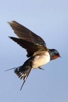 Flying Barn Swallow Bird Journal - 150 Page Lined Notebook/Diary (Paperback) - Cool Image Photo