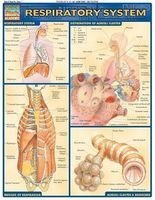 Respiratory System (Poster) - BarCharts Inc Photo