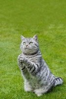 British Shorthair Tabby Cat Journal - Praying or Clapping? You Decide. - 150 Page Lined Notebook/Diary (Paperback) - Cool Image Photo
