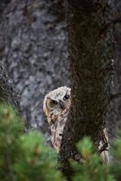 Great Horned Owl Peeking Around a Tree Trunk Journal - 150 Page Lined Notebook/Diary (Paperback) - Cs Creations Photo