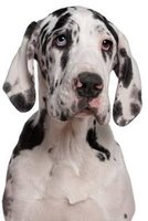 Darling Great Dane Dog Journal - 150 Page Lined Notebook/Diary (Paperback) - Cs Creations Photo