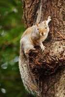 Adorable Gray Squirrel on a Tree Journal - 150 Page Lined Notebook/Diary (Paperback) - Benton Press Photo