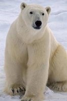 Say Hello to the Polar Bear Journal - 150 Page Lined Notebook/Diary (Paperback) - Cool Image Photo