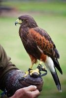 A Harris Hawk Bird of Prey Falconry Journal - 150 Page Lined Notebook/Diary (Paperback) - Cs Creatiions Photo