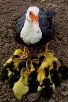 Mama Duck and Her Baby Ducklings Journal - 150 Page Lined Notebook/Diary (Paperback) - Cs Creations Photo