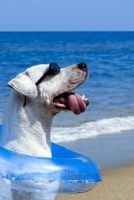 Pooch in Paradise Wearing Sunglasses Dog Beach Journal - 150 Page Lined Notebook/Diary (Paperback) - Cool Image Photo
