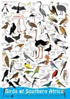 Birds of Southern Africa (Poster) -  Photo
