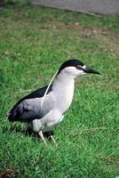 Black Crowned Night Heron Bird Journal - 150 Page Lined Notebook/Diary (Paperback) - Cs Creations Photo