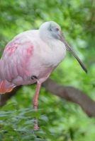 Pink Spatula Bird Journal - 150 Page Lined Notebook/Diary (Paperback) - Cs Creations Photo