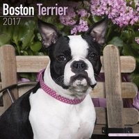 Boston Terrier Calendar 2017 (Calendar) - Avonside Publishing Ltd Photo