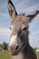 A Curious Donkey Checking You Out Journal - 150 Page Lined Notebook/Diary (Paperback) - Cs Creations Photo
