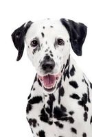 Darling Dalmatian Dog Journal - 150 Page Lined Notebook/Diary (Paperback) - Cs Creations Photo