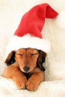 Sleeping Christmas Dachshund Puppy in Santa Hat Journal - 150 Page Lined Notebook/Diary (Paperback) - Cool Image Photo