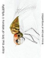 In the Garden of Dragonflies [Line Drawings] - Color the Art of Nature + Wildlife (Paperback) - Tiffany Skora Photo
