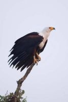 African Fish Eagle in a Tree Journal - 150 Page Lined Notebook/Diary (Paperback) - Cs Creations Photo