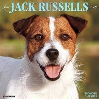 Just Jack Russells (Calendar) - Willow Creek Press Photo