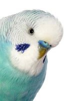 Pretty Bird! Portrait of a Budgerigar Bird Journal - 150 Page Lined Notebook/Diary (Paperback) - Cs Creations Photo
