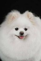 Fluffy White Pomeranian Dog Journal - 150 Page Lined Notebook/Diary (Paperback) - Cs Creations Photo