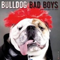 Bulldog Bad Boys (Calendar) - Willow Creek Press Photo