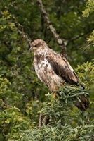A Juvenile Bald Eagle Perched on a Pine Tree Journal - 150 Page Lined Notebook/Diary (Paperback) - Cs Creations Photo