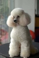 Beautiful White Miniature Poodle Dog Journal - 150 Page Lined Notebook/Diary (Paperback) - Cs Creations Photo
