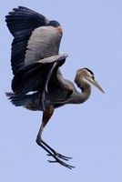 Great Blue Heron in Flight Bird Journal - 150 Page Lined Notebook/Diary (Paperback) - Cs Creations Photo