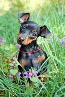 Adorable Miniature Pinscher Puppy Dog Journal - 150 Page Lined Notebook/Diary (Paperback) - Cs Creations Photo