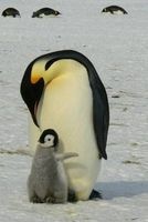 Emperor Penguins--Adult and Baby Animal Journal - 150 Page Lined Notebook/Diary (Paperback) - Cs Creations Photo