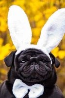 Adorable Black Pug Dog Wearing Bunny Ears Journal - 150 Page Lined Notebook/Diary (Paperback) - Cs Creations Photo