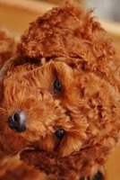 A Super Cute Poodle Puppy Dog - Blank 150 Page Lined Journal for Your Thoughts, Ideas, and Inspiration (Paperback) - Unique Journal Photo