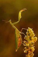 Mantis on a Flower Journal - 150 Page Lined Notebook/Diary (Paperback) - Cool Image Photo