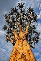African Quiver Tree (Aloe Dichotoma( Succulent Journal - 150 Page Lined Notebook/Diary (Paperback) - Cs Creations Photo