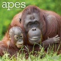 Apes Calendar 2017 (Calendar) - Avonside Publishing Ltd Photo