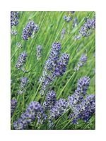 Lavender Blue Classic Notecards (Cards) - Cico Books Photo