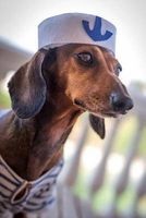 Red Dachshund Dog Wearing a Hat Journal - 150 Page Lined Notebook/Diary (Paperback) - Cool Image Photo