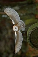 Barn Owl Landing on a Headstone Journal - 150 Page Lined Notebook/Diary (Paperback) - Cool Image Photo