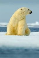 Polar Bear--Does This Snow Make My Fur Look Yellow? Journal - 150 Page Lined Notebook/Diary (Paperback) - Cs Creations Photo