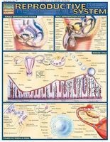 Reproductive System (Poster) - BarCharts Inc Photo
