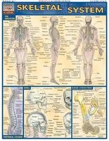 Skeletal System Laminate Reference Chart (Poster) - Vincent Perez Photo