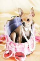 Adorable Chihuahua with Pink Camo and Pearls Journal - 150 Page Lined Notebook/Diary (Paperback) - Cs Creations Photo