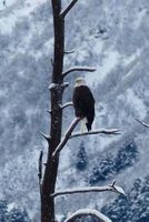 Eagle in the Snow Journal - 150 Page Lined Notebook/Diary (Paperback) - Cs Creations Photo