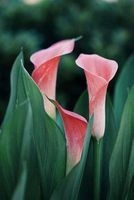 Calla Lily - Flower Journal/Notebook/Diary (Paperback) - Anne Steel Photo