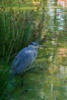 Blue Heron in the Reeds Bird Journal - 150 Page Lined Notebook/Diary (Paperback) - Cs Creatiions Photo