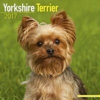 Yorkshire Terrier Calendar 2017 (Calendar) - Avonside Publishing Ltd Photo