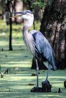 Great Blue Heron Bird Journal - 150 Page Lined Notebook/Diary (Paperback) - Cs Creations Photo