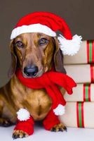 Dachshund Wearing a Santa Hat Journal - 150 Page Lined Notebook/Diary (Paperback) - Cs Creations Photo