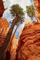 Pine Trees at Bryce Canyon Natiional Park Utah USA Journal - 150 Page Lined Notebook/Diary (Paperback) - Cs Creations Photo