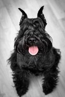 Happy Black Miniature Schnauzer Dog Journal - 150 Page Lined Notebook/Diary (Paperback) - Cs Creations Photo